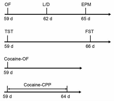 Lack of β2-AR Increases Anxiety-Like Behaviors and Rewarding Properties of Cocaine